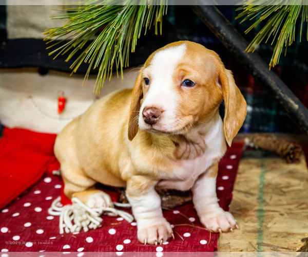 Medium Photo #6 Dachshund Puppy For Sale in WAKARUSA, IN, USA