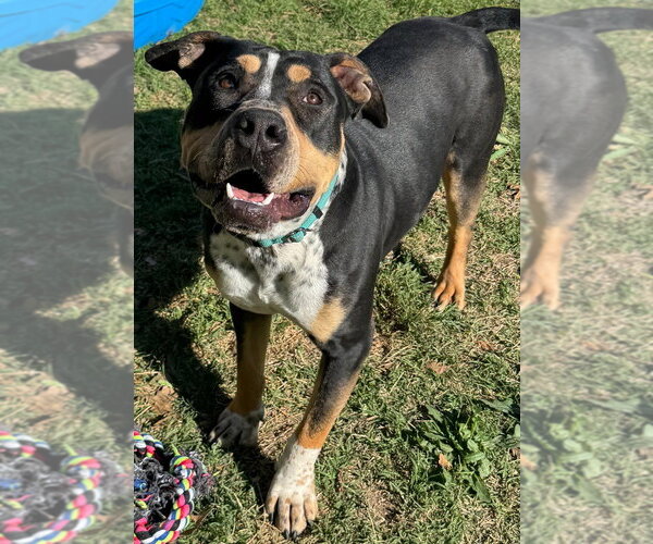 Medium Photo #6 Mutt Puppy For Sale in Great Bend, KS, USA