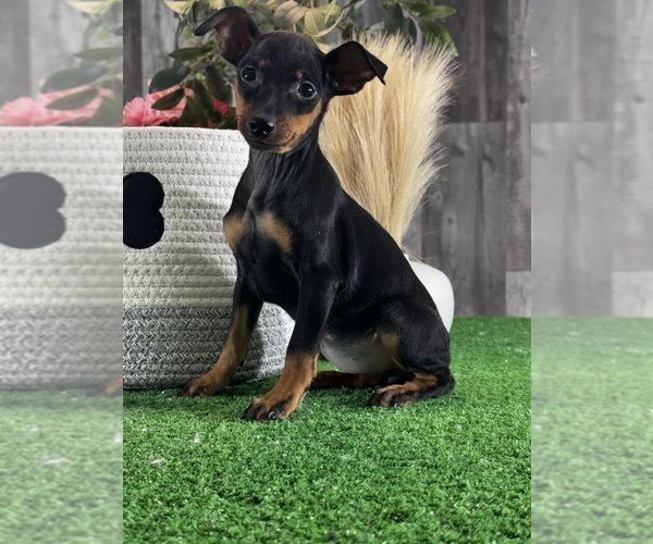 Medium Photo #5 Miniature Pinscher Puppy For Sale in CANOGA, NY, USA