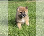 Small Photo #10 Shiba Inu Puppy For Sale in SNOHOMISH, WA, USA