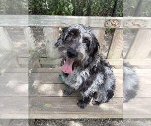 Poodle (Standard)-Unknown Mix Dogs for adoption in Elmsford, NY, USA