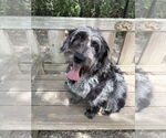 Small Poodle (Standard) Mix