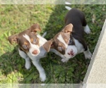Small Photo #7 Shepradors Puppy For Sale in DETROIT, MI, USA