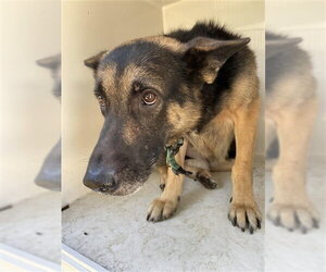 German Shepherd Dog Dogs for adoption in Houston, TX, USA