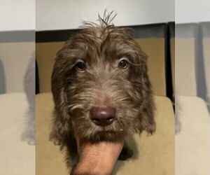 Double Doodle Puppy for Sale in HUMBLE, Texas USA