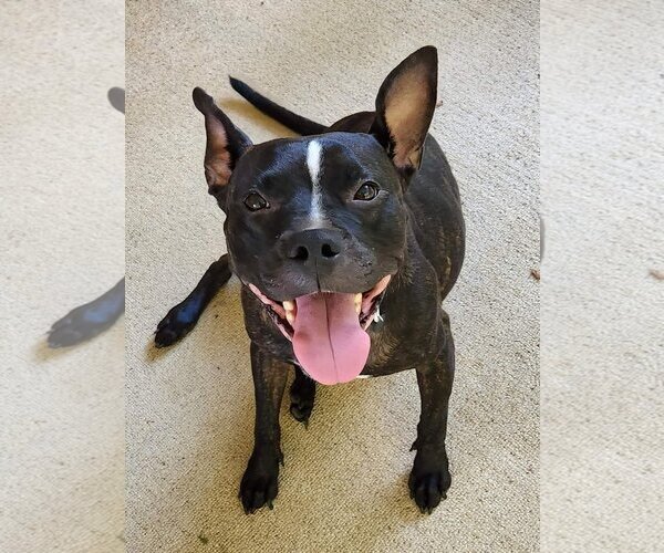 Medium Photo #3 American Pit Bull Terrier-Unknown Mix Puppy For Sale in Rockaway, NJ, USA