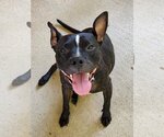 Small #2 American Pit Bull Terrier Mix