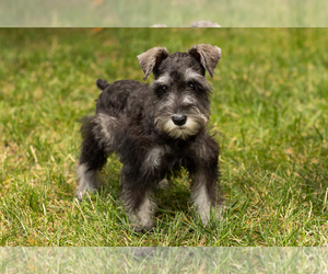 Schnauzer (Miniature) Puppy for sale in NAPPANEE, IN, USA