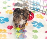 Small #4 Yorkipoo