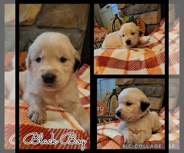 Medium Photo #1 Golden Retriever Puppy For Sale in BROKEN BOW, OK, USA