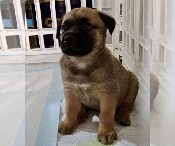 Medium Photo #3 Boxer-Unknown Mix Puppy For Sale in Hillsboro, MO, USA