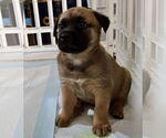 Small #2 Boxer Mix