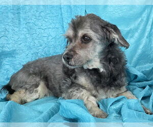 Chewy - Male Havanese-Lowchen Mix Dog for Adoption - Photo #2