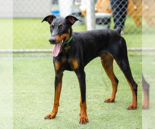 Medium Photo #1 Doberman Pinscher Puppy For Sale in Camarillo, CA, USA