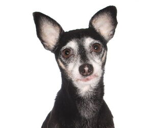 Chipin Dogs for adoption in Oakland Park, FL, USA