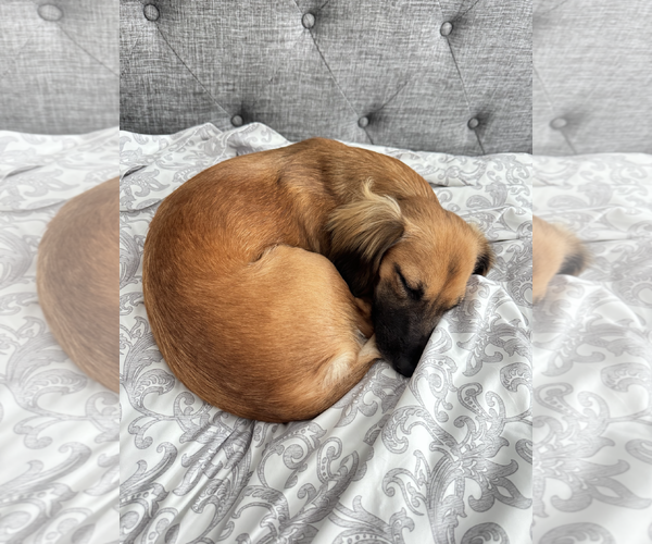 Medium Photo #2 Dachshund-Unknown Mix Puppy For Sale in Weston, FL, USA