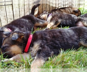 German Shepherd Dog Puppy for sale in KALAMA, WA, USA