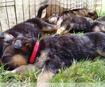 Small Photo #1 German Shepherd Dog Puppy For Sale in KALAMA, WA, USA