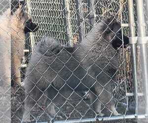 Medium Keeshond