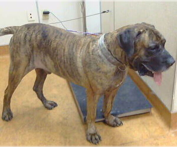 Medium Photo #1 Mastiff-Unknown Mix Puppy For Sale in Sacramento, CA, USA
