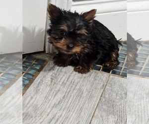 Yorkshire Terrier Puppy for Sale in INDIANAPOLIS, Indiana USA