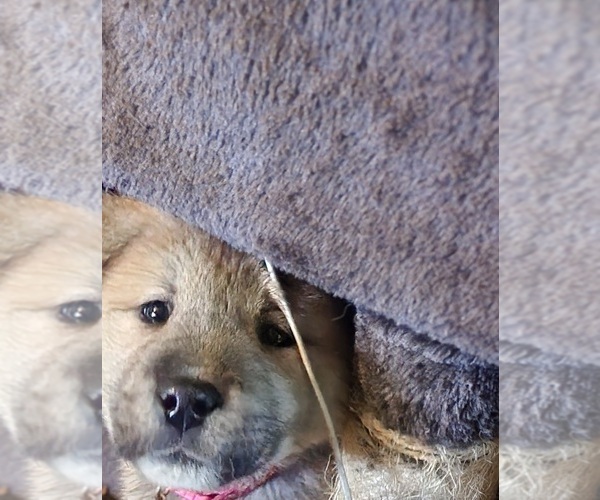 Medium Photo #8 Akita Puppy For Sale in COLUMBUS, OH, USA