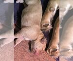 Small Photo #88 Labrador Retriever Puppy For Sale in HIGH POINT, NC, USA