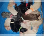 Small Photo #4 Doberman Pinscher Puppy For Sale in EDEN, NC, USA