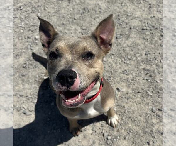 Medium Photo #2 American Pit Bull Terrier Puppy For Sale in Evansville, IN, USA