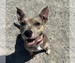 Small #1 American Pit Bull Terrier