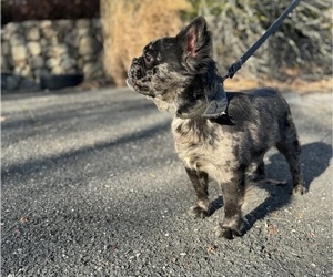 French Bulldog Puppy for sale in STONY POINT, NY, USA