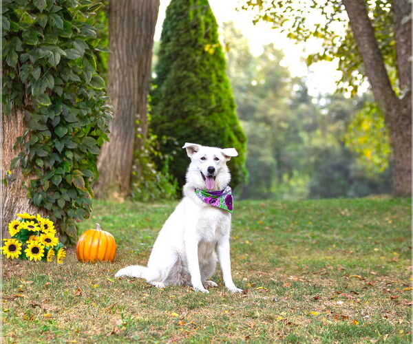 Medium Photo #13 Labrenees Puppy For Sale in Unionville, PA, USA