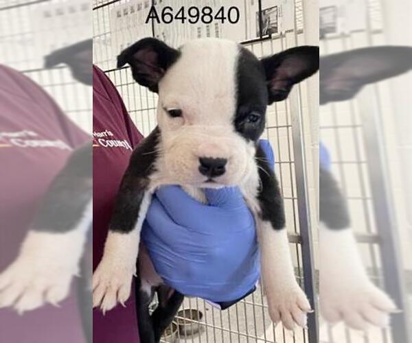 Medium Photo #1 Mutt Puppy For Sale in Houston, TX, USA