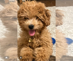 Small Photo #1 Goldendoodle (Miniature) Puppy For Sale in HARKER HEIGHTS, TX, USA