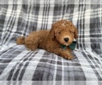 Small #2 Aussiedoodle Miniature 