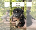 Puppy Buck Shiba Inu
