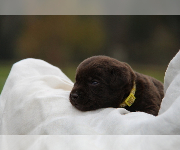 Medium Photo #3 Labrador Retriever Puppy For Sale in HYDE PARK, VT, USA