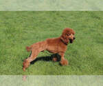 Small Photo #1 Poodle (Miniature) Puppy For Sale in HOMELAND, CA, USA