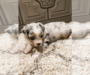 Australian Shepherd Puppy for sale in EVANSTON, WY, USA