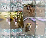 Small #2 Bullboxer Pit