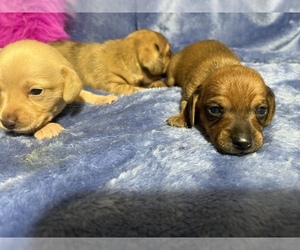 Dachshund Puppy for sale in WHITEVILLE, LA, USA
