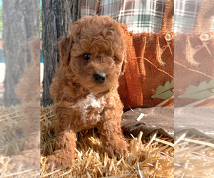 Bernedoodle Puppy for sale in MCKINNEY, TX, USA