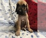 Puppy Mr Teal Great Dane
