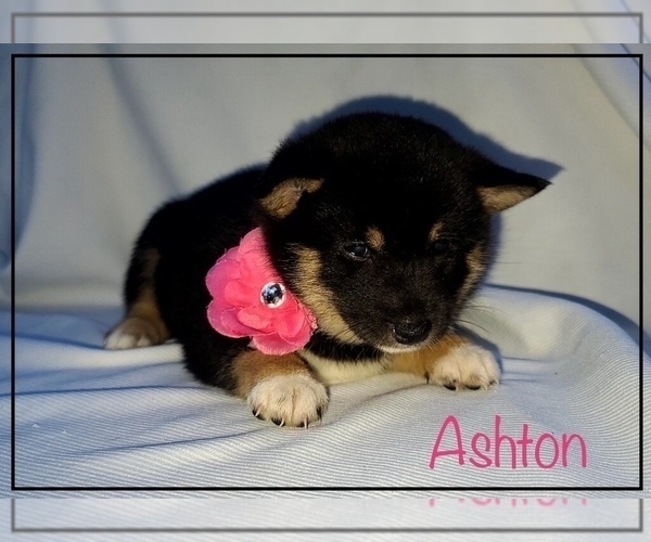 Medium Photo #1 Shiba Inu Puppy For Sale in HARRODSBURG, KY, USA