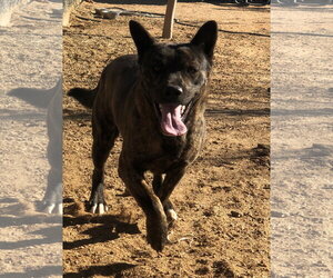 Reddy-IN FOSTER HOME - Male Holland Shepherd-Unknown Mix Dog for Adoption - Photo #9
