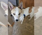 Small Collie Mix