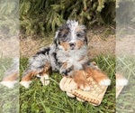 Small #4 Bernedoodle (Miniature)
