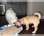 Small #11 Mal-Shi-YorkiePoo Mix