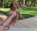 Small Photo #26 Golden Mountain Doodle  Puppy For Sale in BROKEN ARROW, OK, USA
