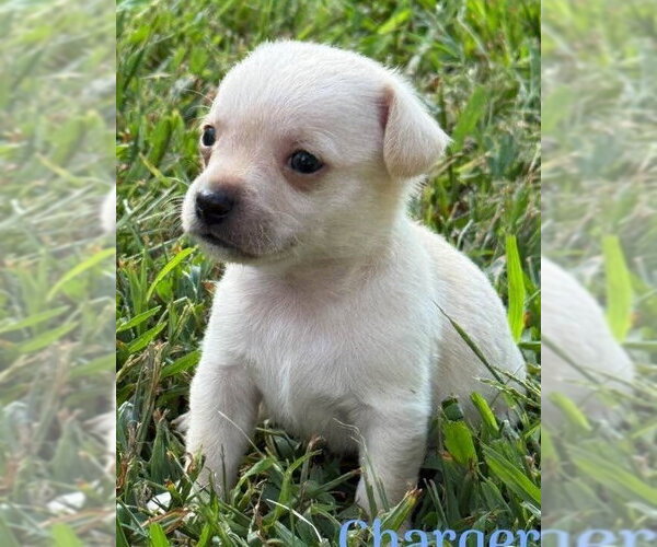 Medium Photo #4 Chihuahua-Unknown Mix Puppy For Sale in New York, NY, USA